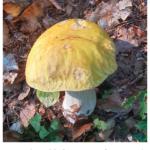 04 - Boletus edulis f. citrinus 2022