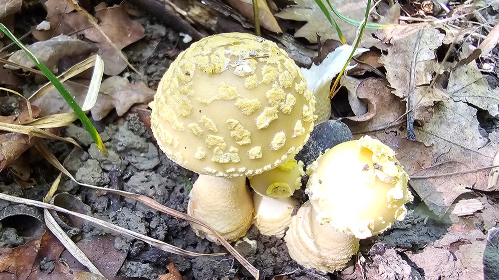 Amanita franchetii