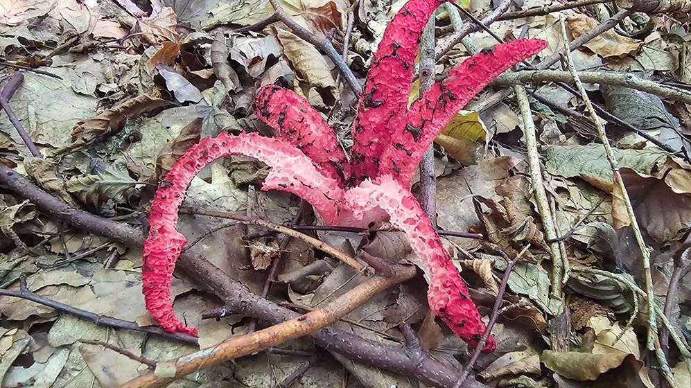 Clathrus archeri