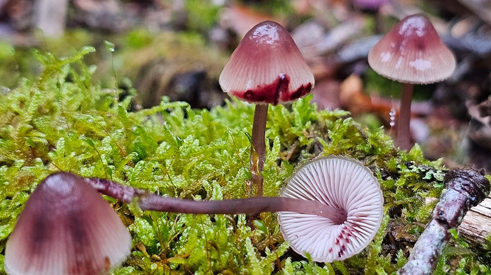 Mycena haematopus