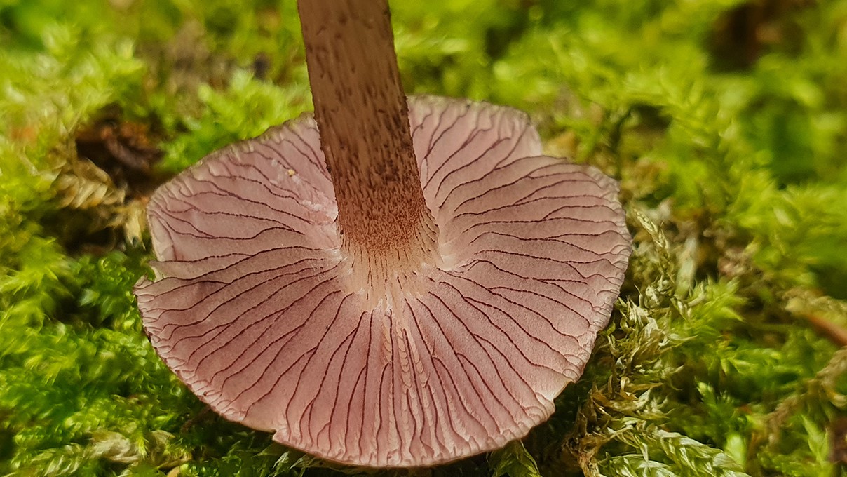 Mycena pelianthina