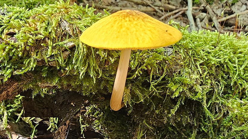 Pluteus leoninus