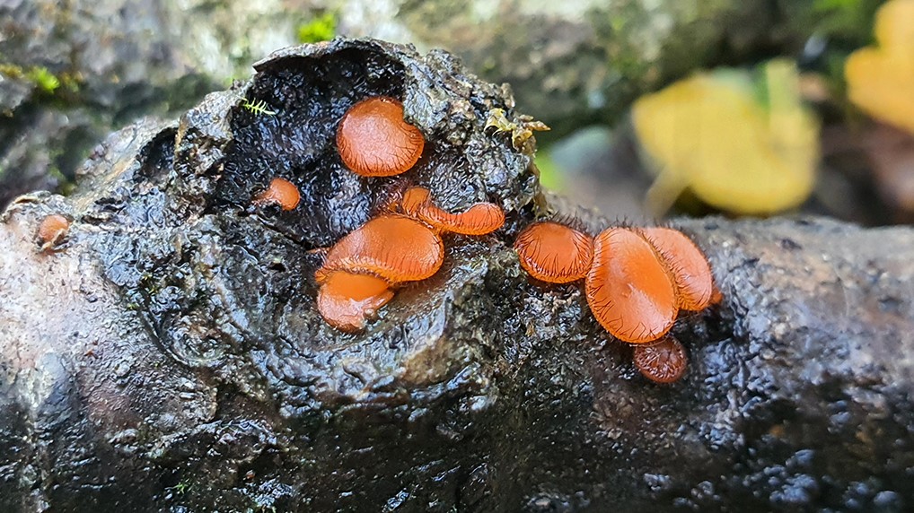 Scutellinia spec.