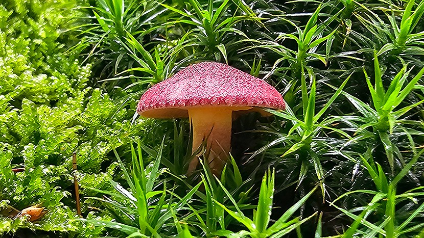 Tricholomopsis rutilans