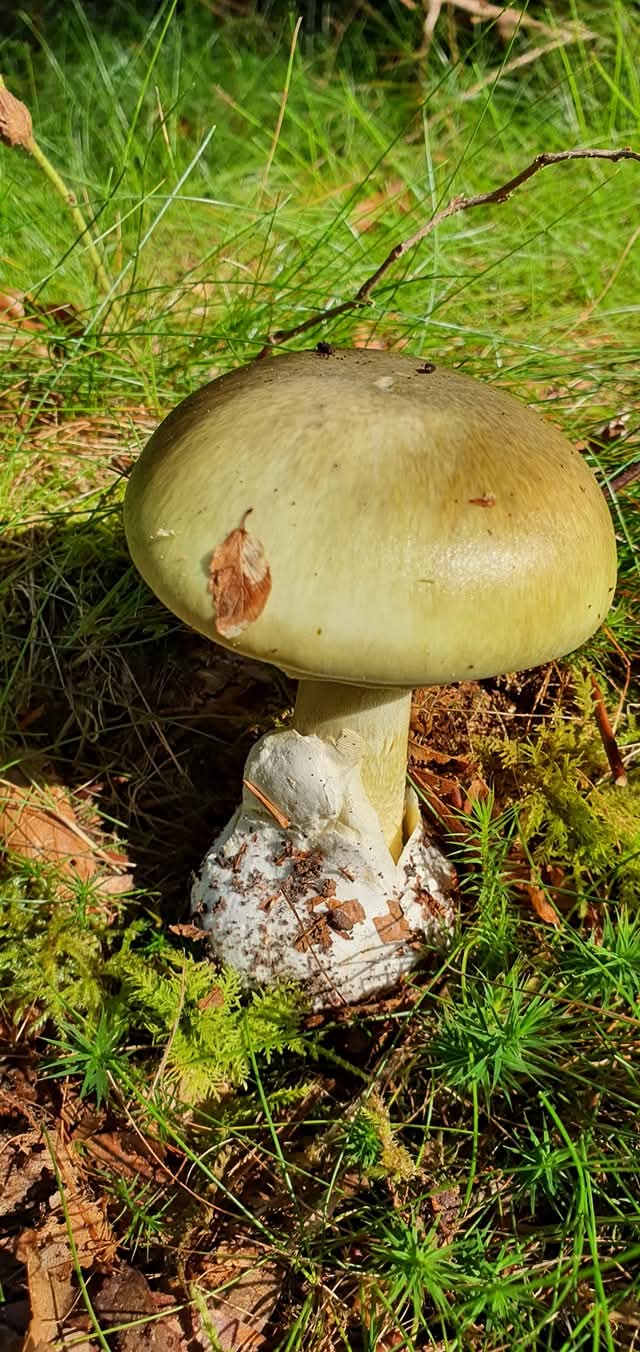 Amanita Phalloides - 1 Amanita Phalloides - 1