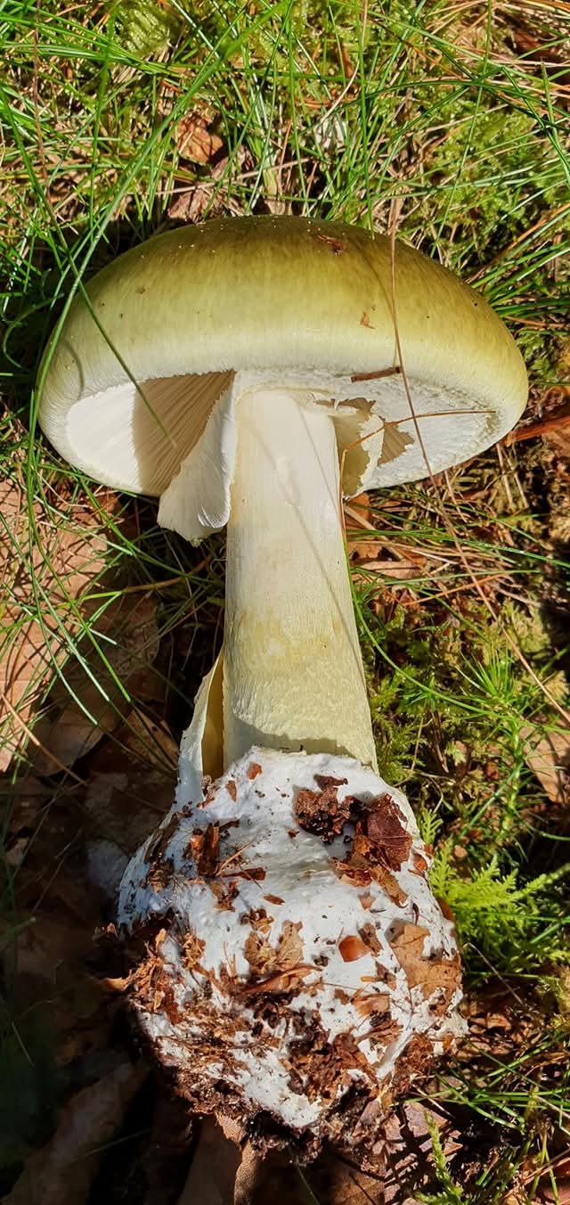 Amanita Phalloides - 2 Amanita Phalloides - 2