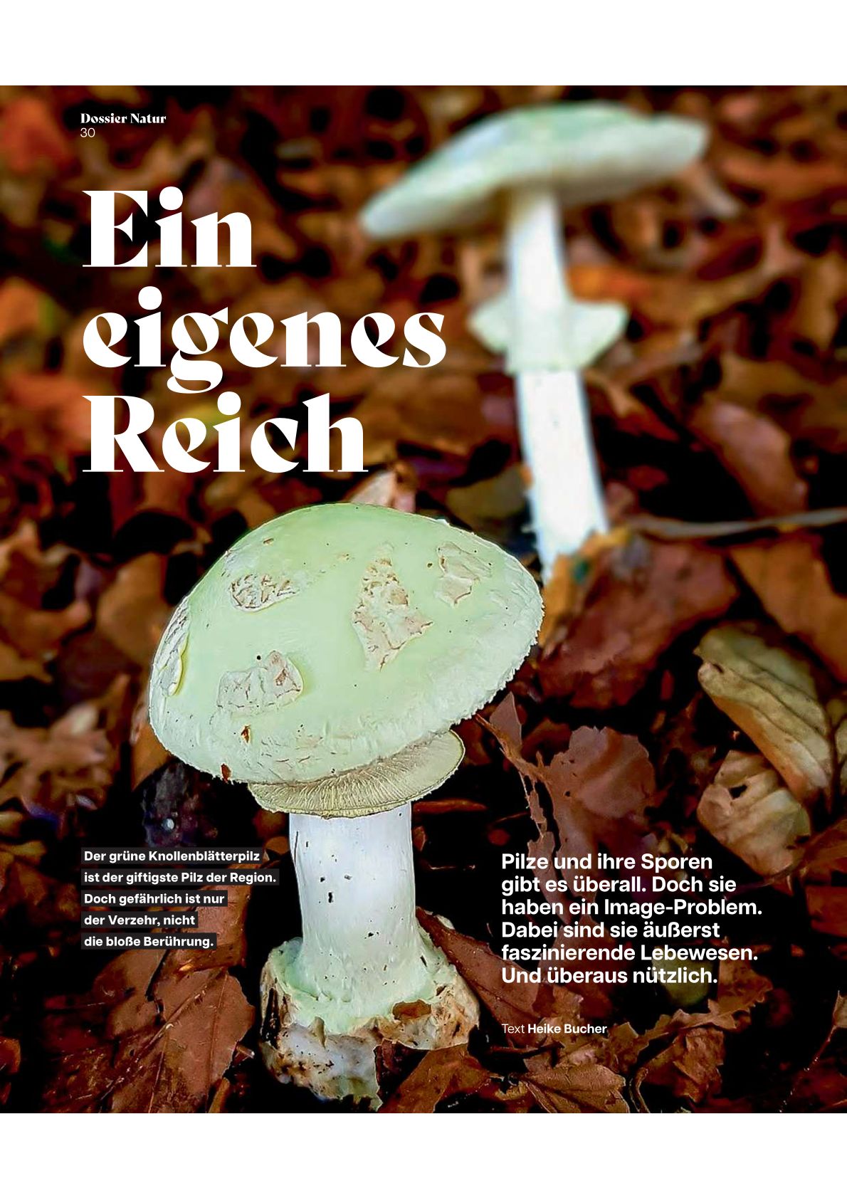 Artikel Revue 2026-1 Artikel Revue 2026-1